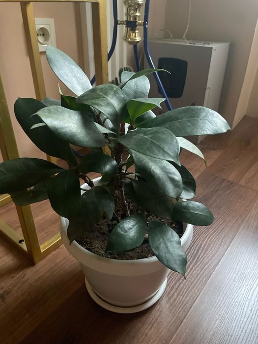 Разные домашние ростения