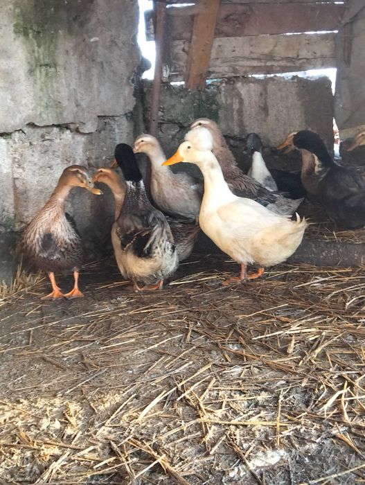 Rațe de vanzare . Au varsta de 9 luni