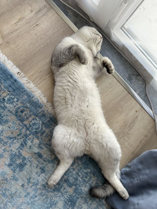 Шотландский вислоухий