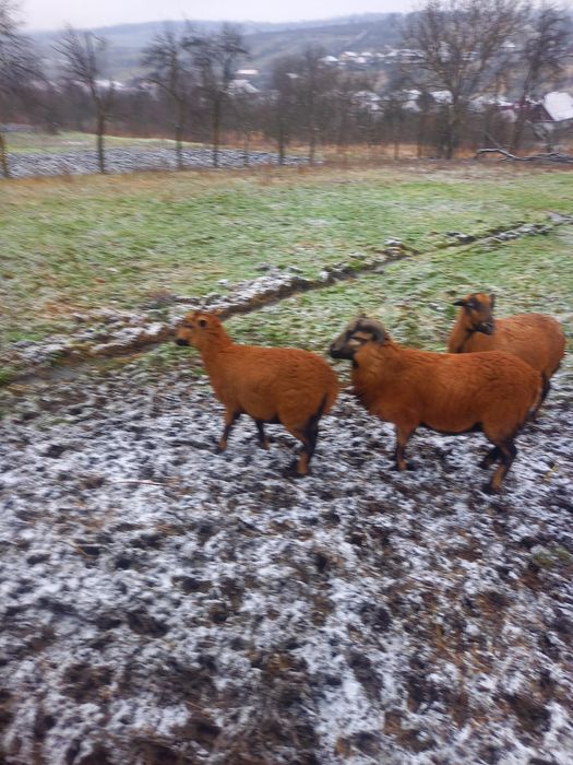 Miei de Cameruni de vanzare