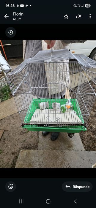 Colivie pasari sau hamsteri