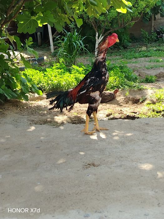 Dakang huroz toza zot