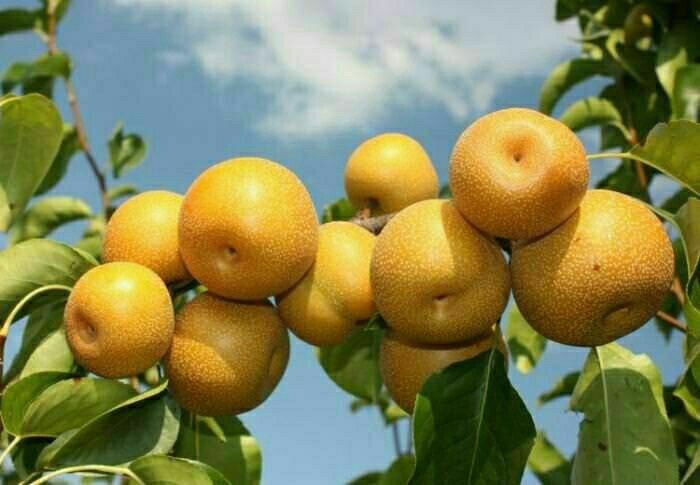 NOK kuchatlarini eng yangi sortlari bor joyidan sveji kovlab beramiz