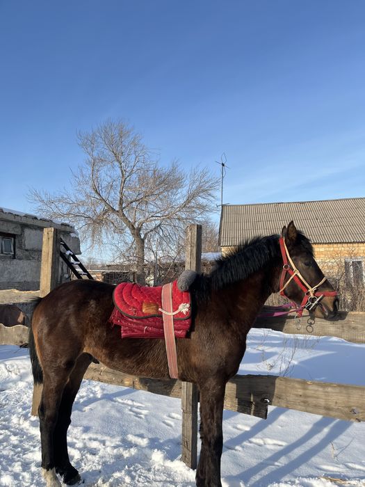 Құнан шгар сатылады