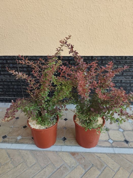 Кустарники для ландшафта