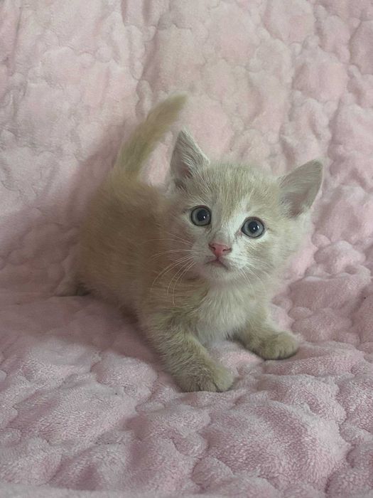 Отдам котят в хорошие руки