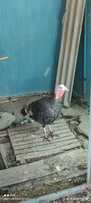 Индюшка наседка живой инкубатор