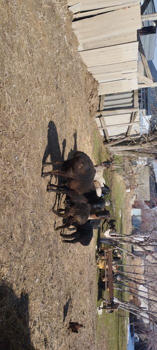 Продается жирный кошкар