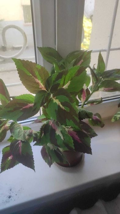 Комнатные растения