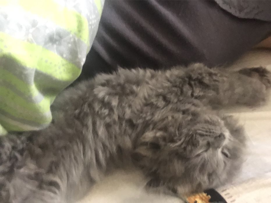 Передержка , гостиница для животных