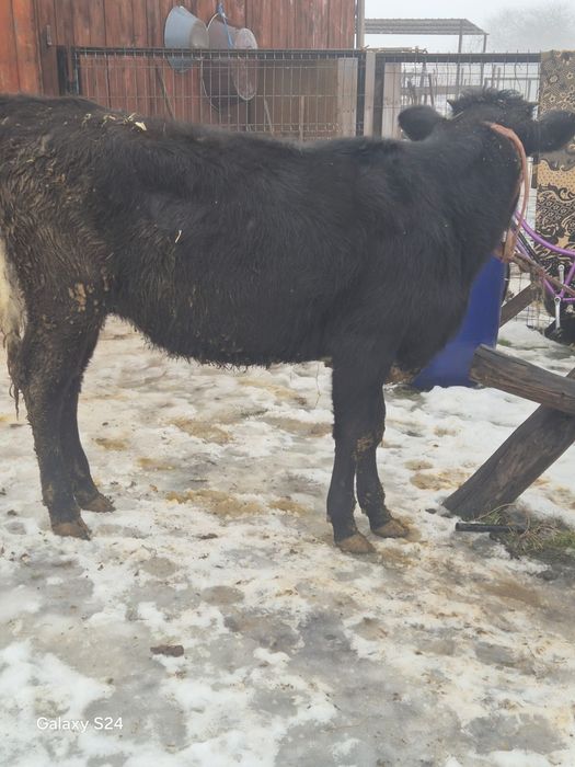 De vânzare vitica 7 luni