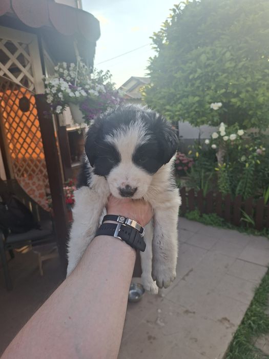 Pui border collie pur