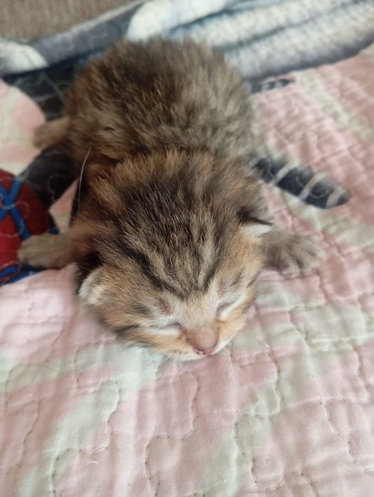 Продам котят красивые