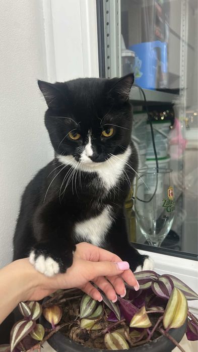 отдам кота в доьрые руки