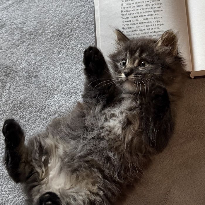 Отдам котят бесплатно