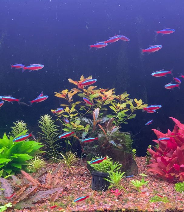 Красные неоны (Paracheirodon axelrodi)