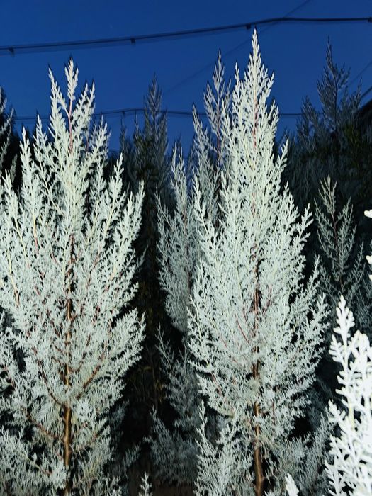 Кипарис Аризонка ва Еллар  сотувда бор