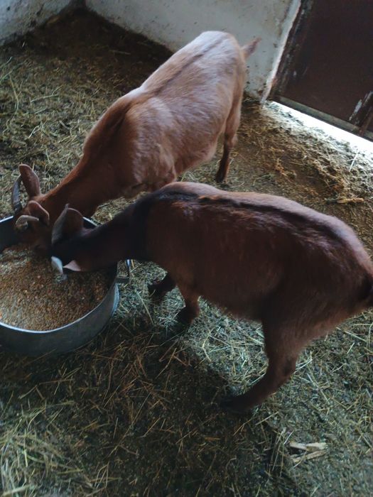 Vănd trei iezi de rasă