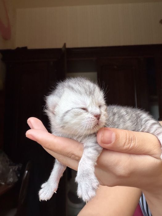 Чистокровные котята Turkish Angora × Scottish Fold