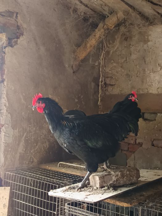 Cocoși australorp