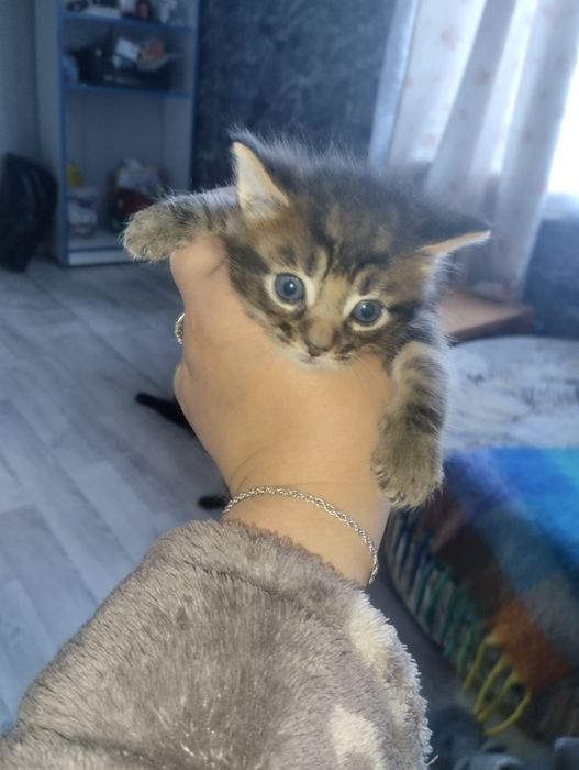 Продам майкунов котят