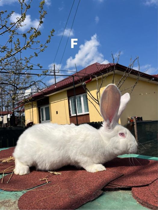 Iepuri uriaș german