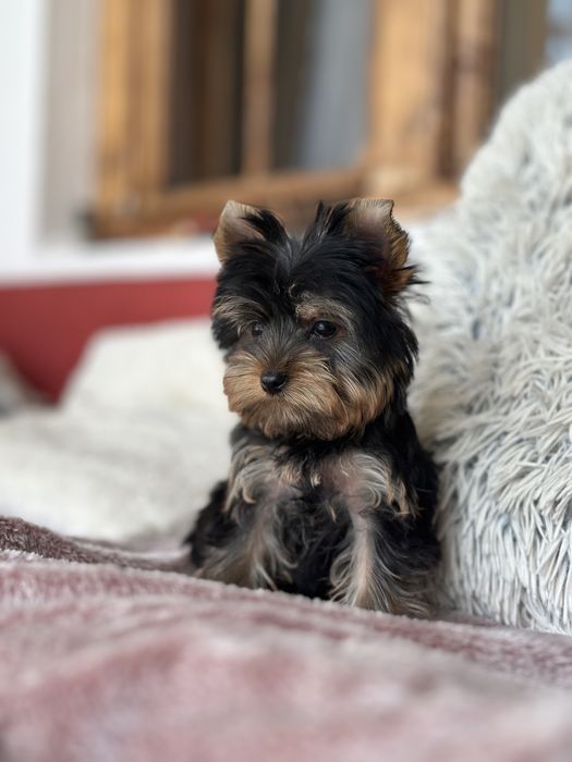 Femela Yorkshire Terrier Deosebita 3 luni