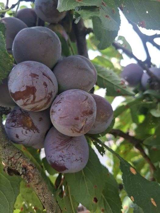 Vând prune pentru țuică