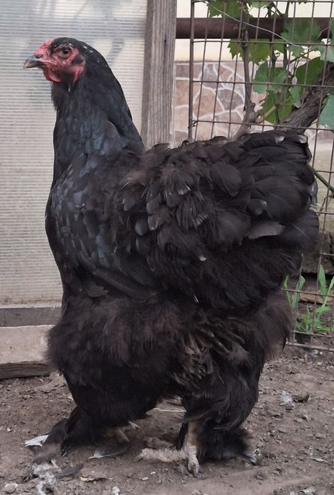 Vând pereche brahma   2026