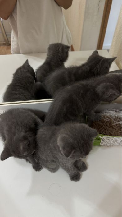 Продам домашних кошек и кота!