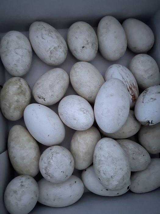 Ouă de gâscă  pentru incubator  Ploiești 55 de B.