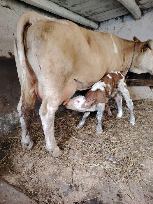 Se vinde vaca bună  cu vitel se