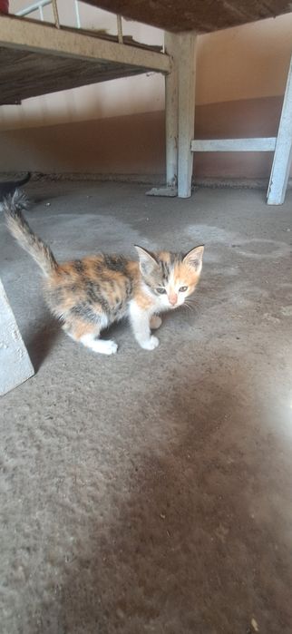 Продаются КОТЯТА