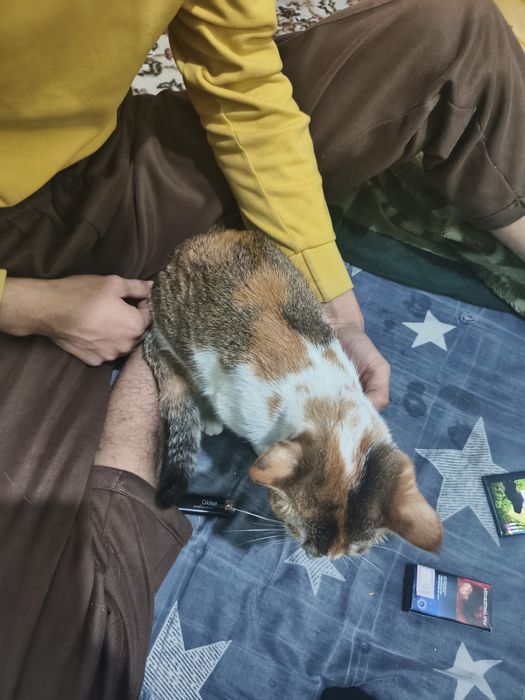 Mushuk sotiladi Zoti shinshila