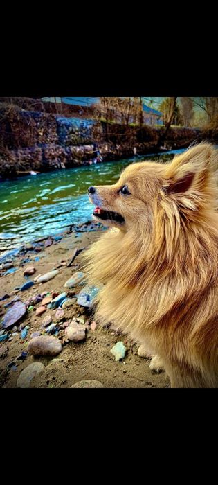 Вязка Померанский Шпиц