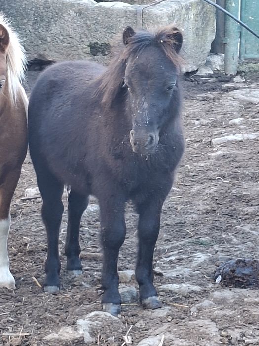 Manji de ponei de vanzare