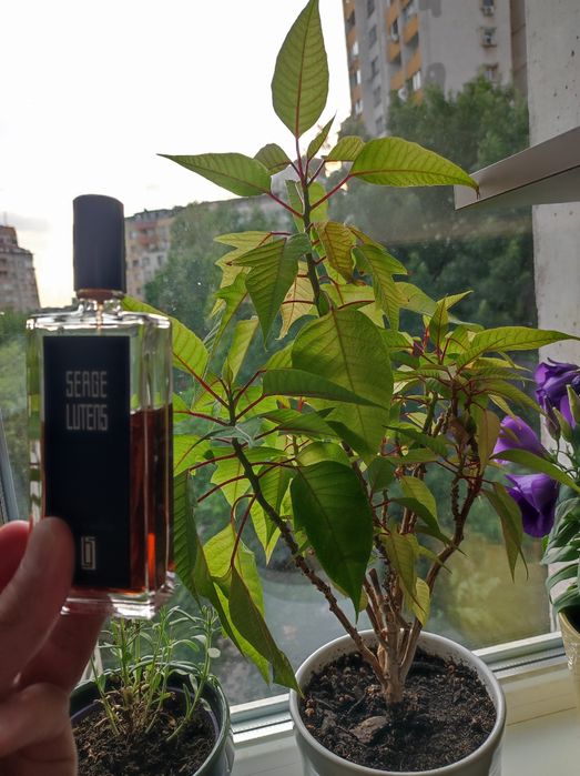 Парфюм Serje Lutens - Ambre Sultan