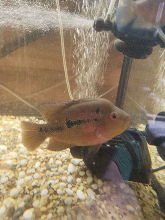 Фловер хорн продам нерестящююся пару