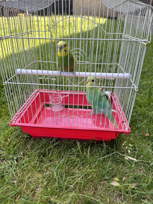 Papagali perusi cu colivie completa si accesorii