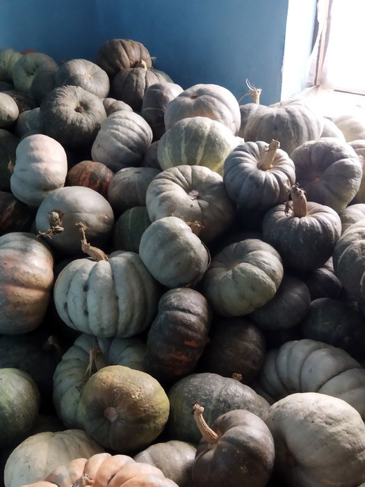 Асқабақ сатылады кг 100 тг