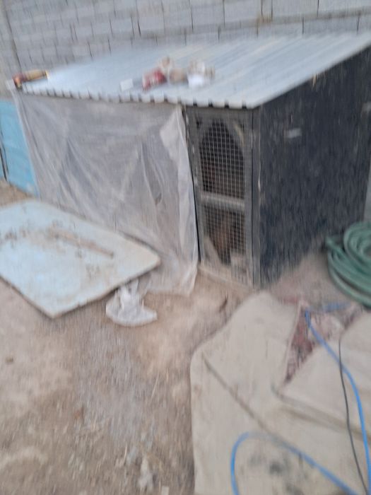 Тауық курица сатылады