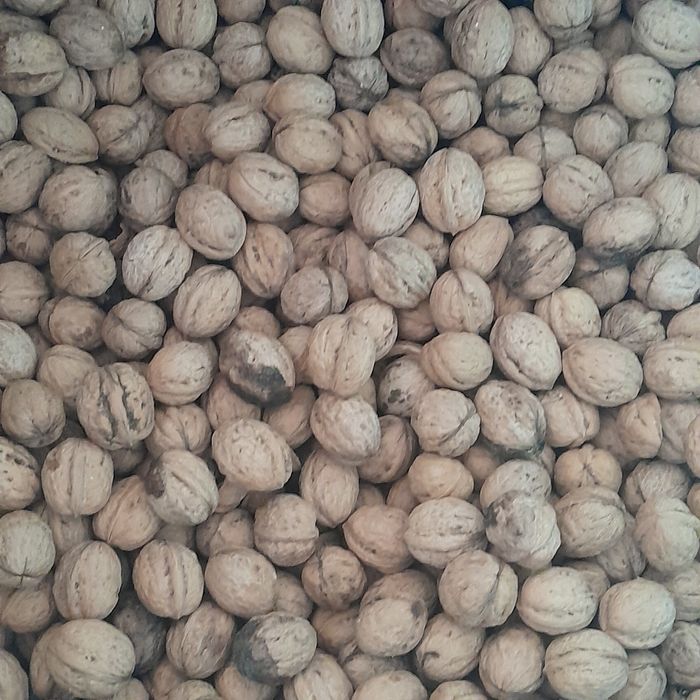 Nuci de vânzare 10 lei/kg