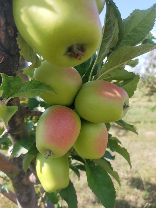 Участок в предгорьях