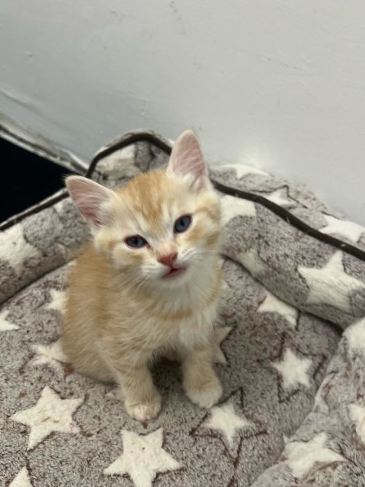 котята шиншилла 2 месяца