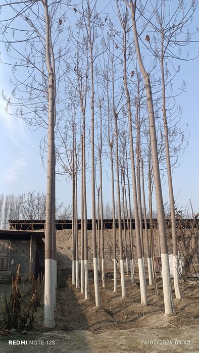 Павлония дарахт сотилади