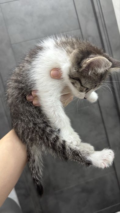 СРОЧНО ищем дом котёнку