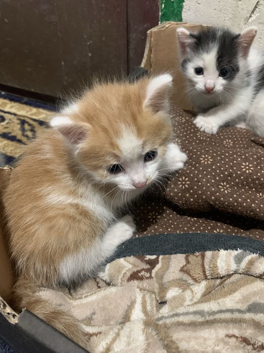 Котята в доьрые руки