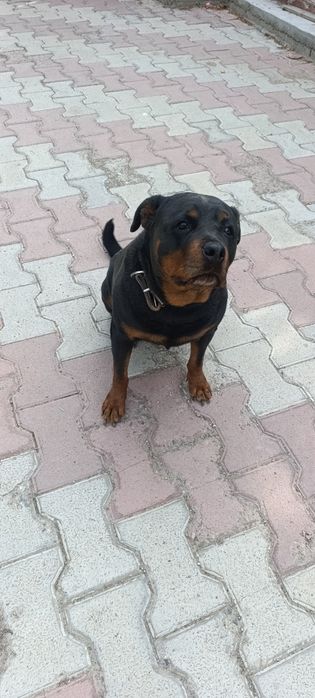 Ротвейлер в хорошие руки