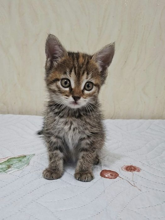 Котенок Лёва в хорошие ручки