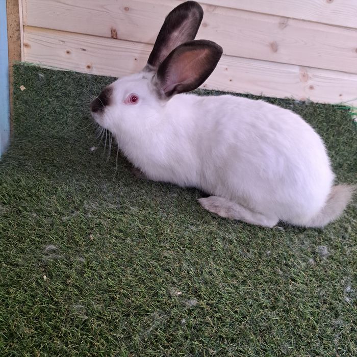 Vand iepuri  Uriaș de Transilvania